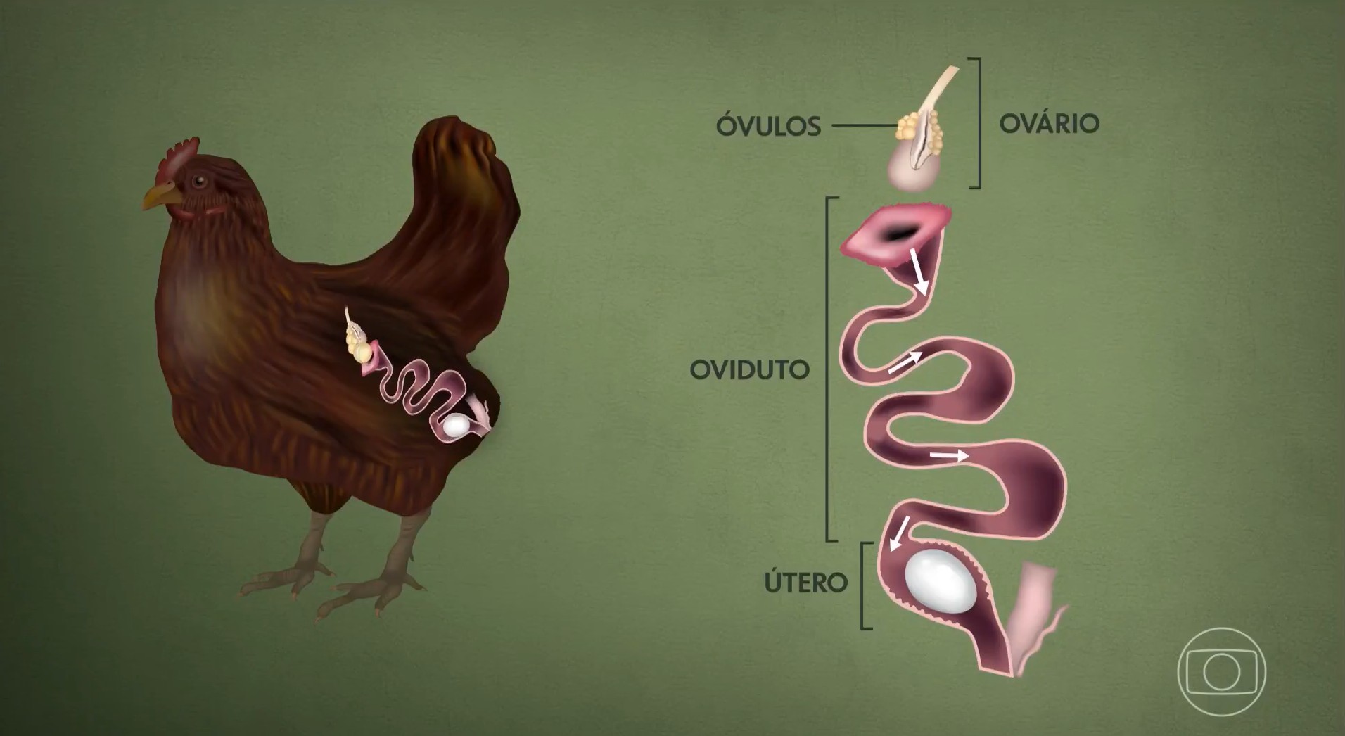 Hen takes 25 hours to produce an egg; understand the process